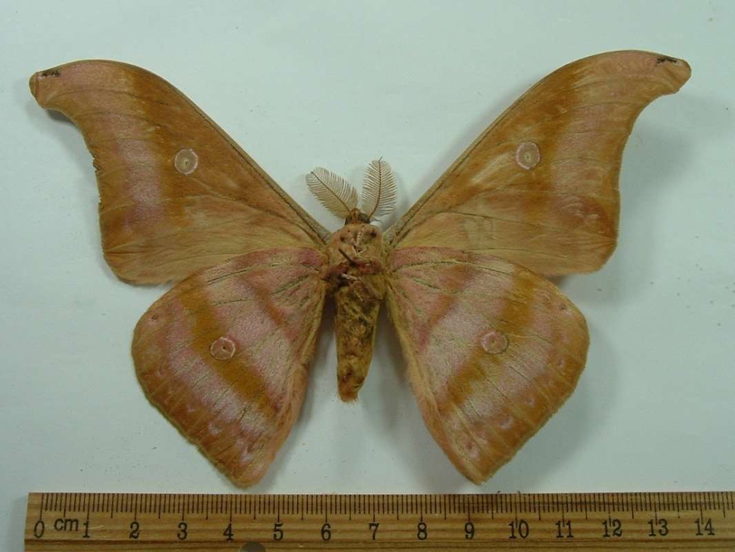 Male - Ventral View<br>(Origin of the Specimen: Cameron Highalnd, Malaysia)