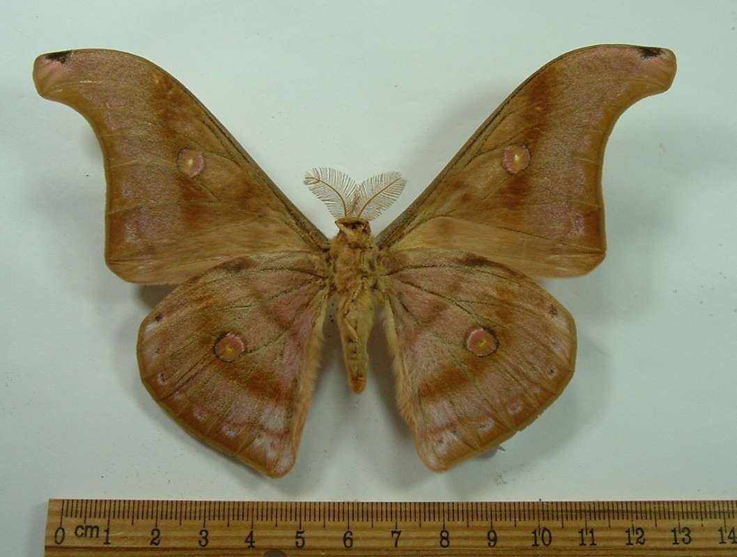 Male - Ventral View<br>(Origin of the Specimen: Ceram)