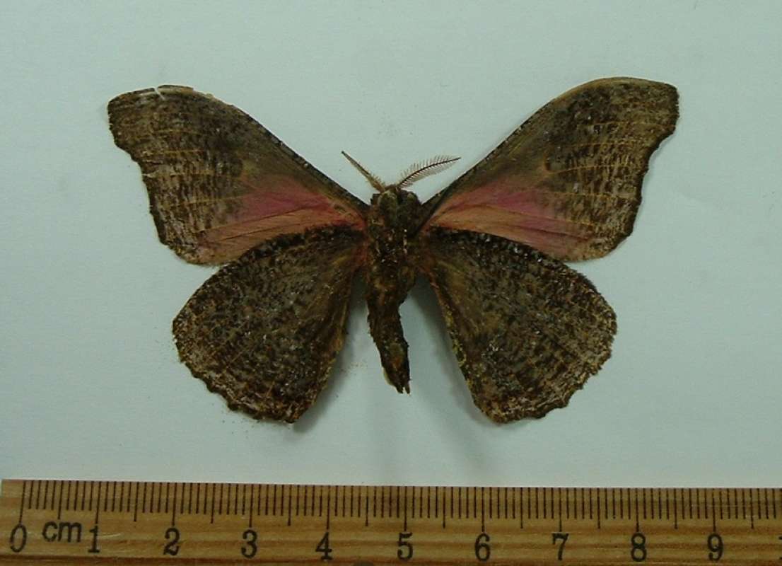 Male - Ventral View<br>(Origin of the Specimen: Eastern Africa)