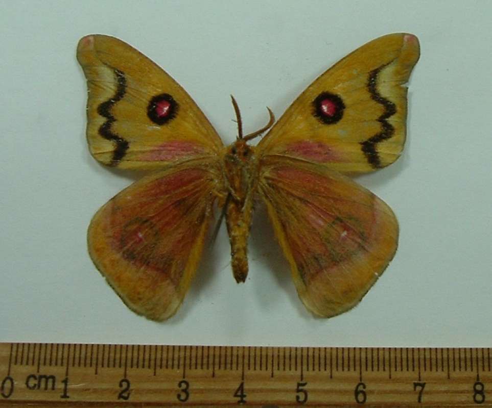 Male - Ventral View<br>(Origin of the Specimen: Valdivia, Dec. 1947)