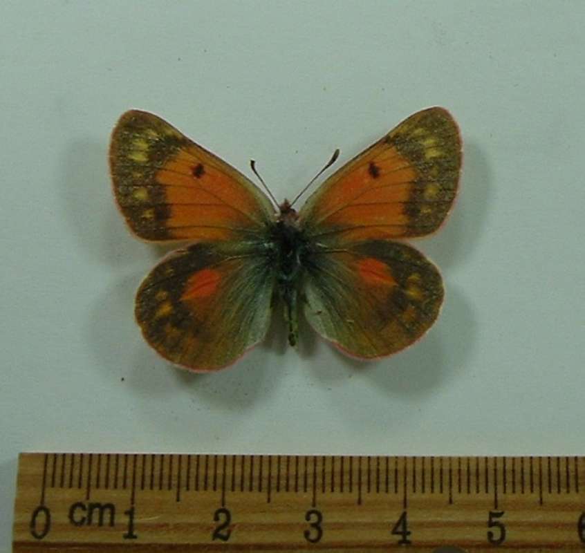 Female - Dorsal View<br>(Origin of the Specimen: Kirghizstan, July 2001)