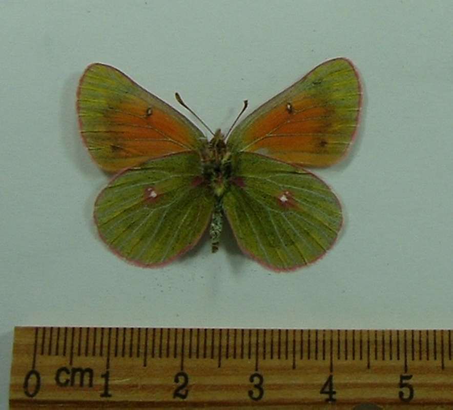 Female - Ventral View<br>(Origin of the Specimen: Kirghizstan, July 2001)
