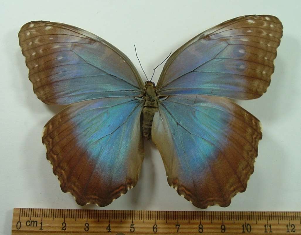 Female - Dorsal View<br>(Origin of the Specimen: Oaxaca, Sept, the 1980s)