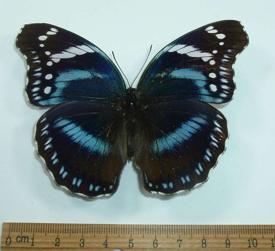 Female - Dorsal View<br>(Origin of the Specimen: Tanzania, August 2002)