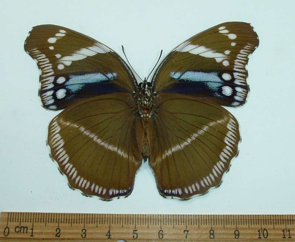 Female - Ventral View<br>(Origin of the Specimen: Tanzania, August 2002)