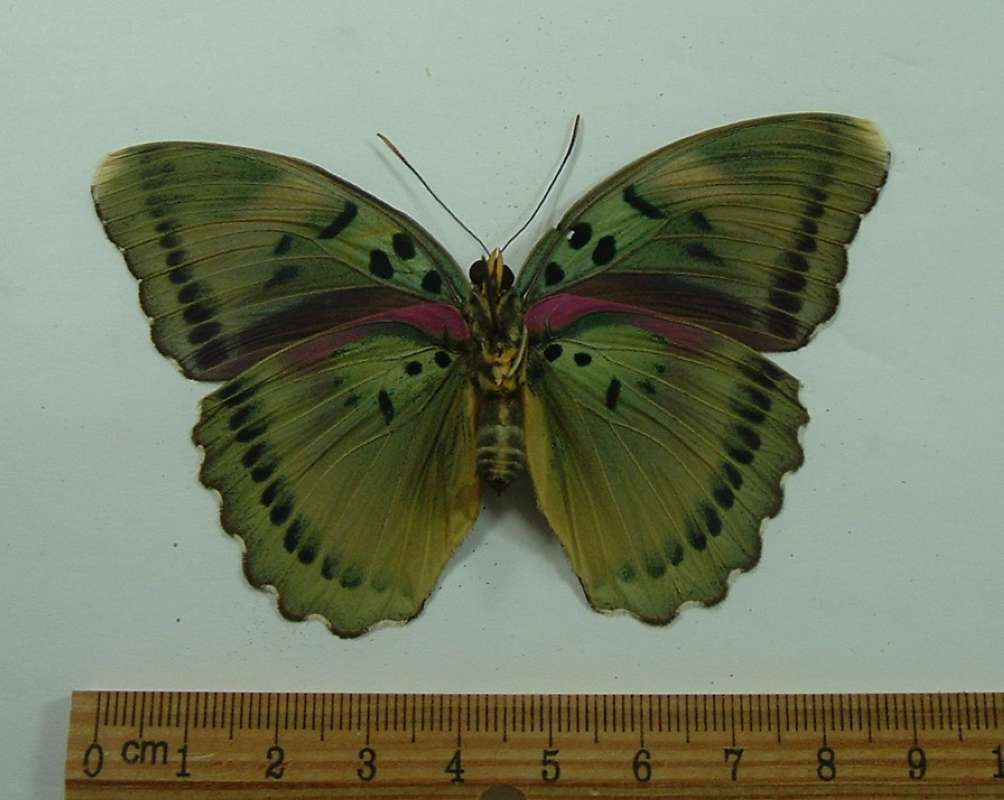 Female - Ventral View<br>(Origin of the Specimen: Gabon, April)