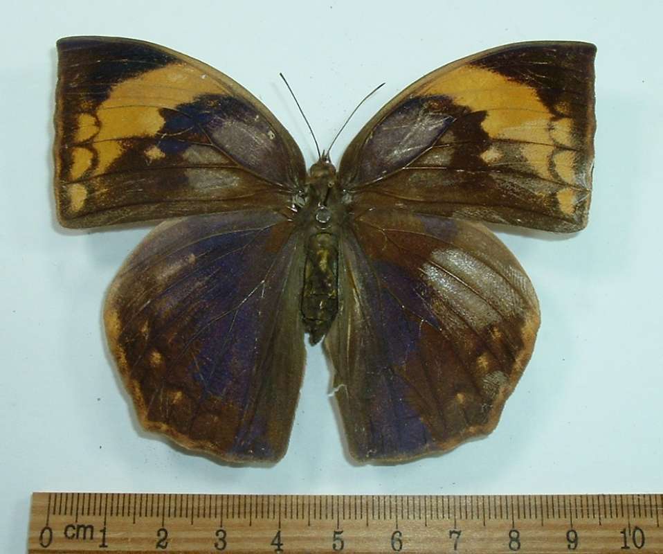 Female - Dorsal View - ssp seminecho<br>(Origin of the Specimen: Vietnam, March, 1992)