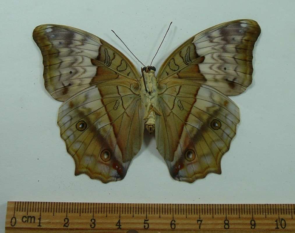Female - Ventral View<br>(Origin of the Specimen: Polly Creek, Australia, August)