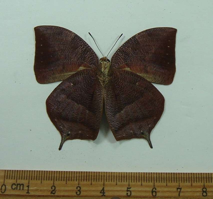 Male - Ventral View<br>(Origin of the Specimen: Ecuador, April)