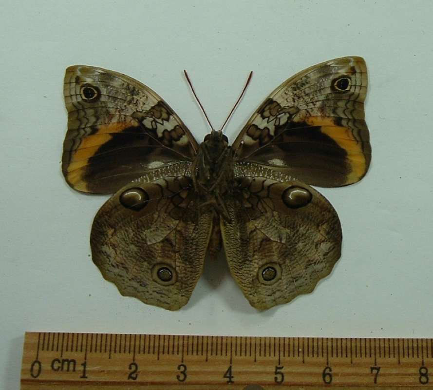 Male - Ventral View<br>(Origin of the Specimen: Rio Bravo, Colombia, April 1989)