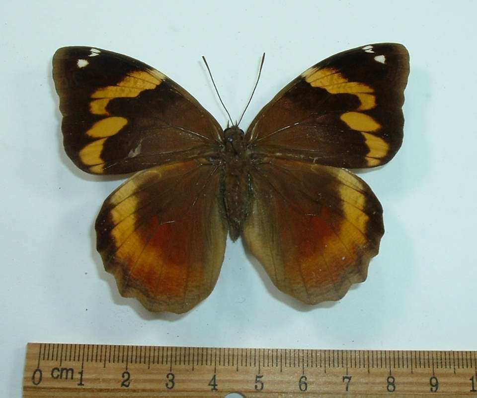 Female - Dorsal View<br>(Origin of the Specimen: Rio Bravo, Colombia, April 1989)