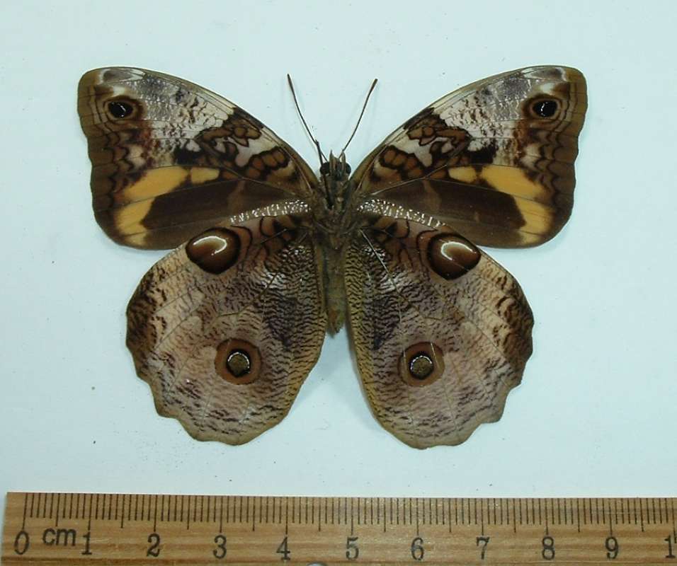 Female - Ventral View<br>(Origin of the Specimen: Rio Bravo, Colombia, April 1989)