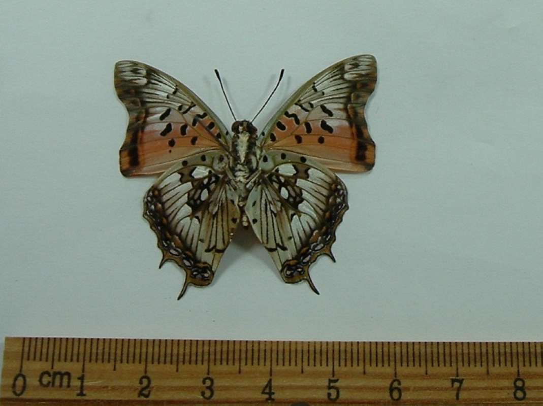 Male - Ventral View<br>(Origin of the Specimen: Kenya, November)