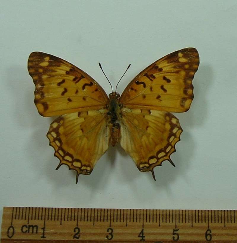 Female - Dorsal View<br>(Origin of the Specimen: Kenya, November)