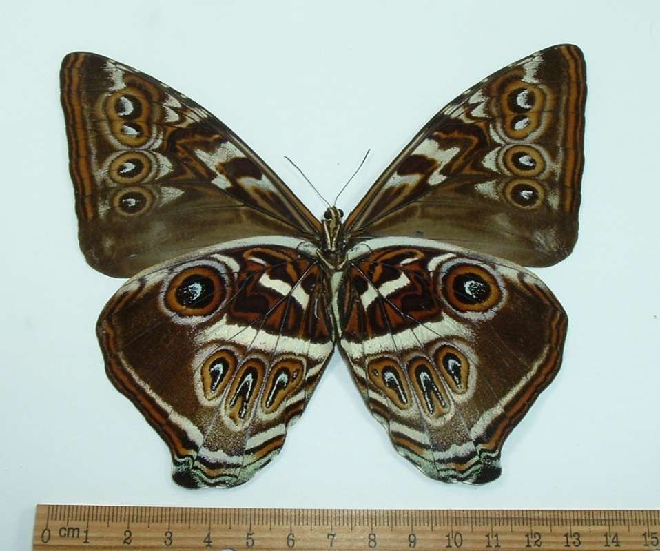 Male - Ventral View<br>(Origin of the Specimen: Ecuador, Dec.)