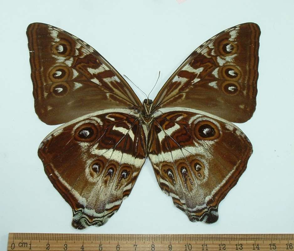 Male - Ventral View<br>(Origin of the Specimen: Brazil, Sept 1977)
