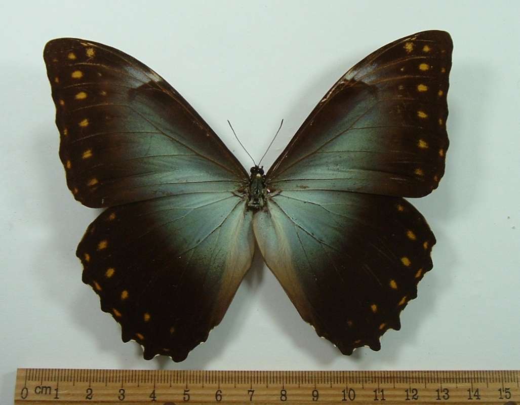 Female - Dorsal<br>(Origin of the Specimen: Guyana, Dec 2002)