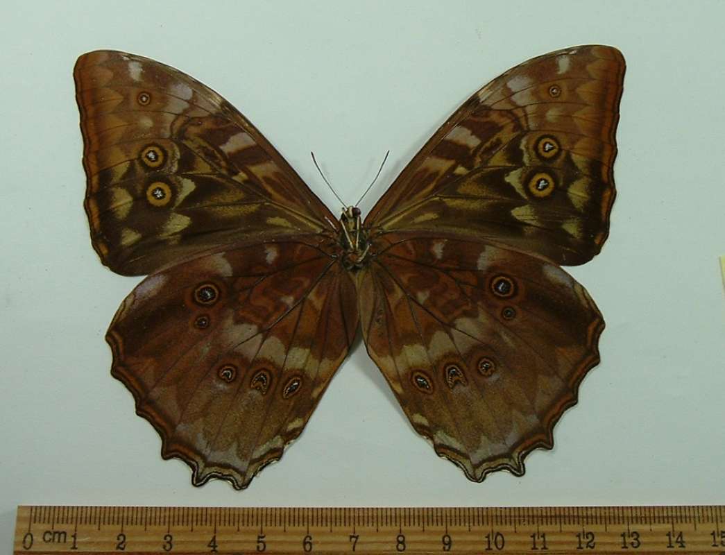 Female - Ventral<br>(Origin of the Specimen: Guyana, Dec 2002)