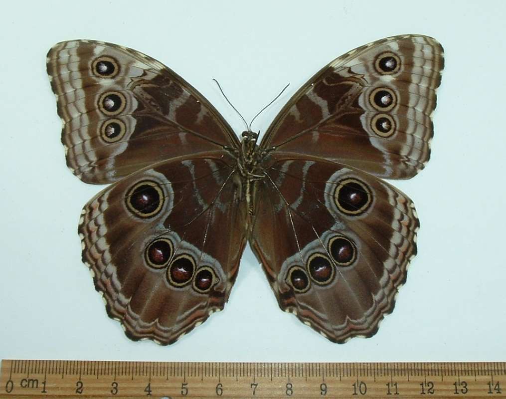 Female - Ventral View<br>(Origin of the Specimen: West Ecuador - June)