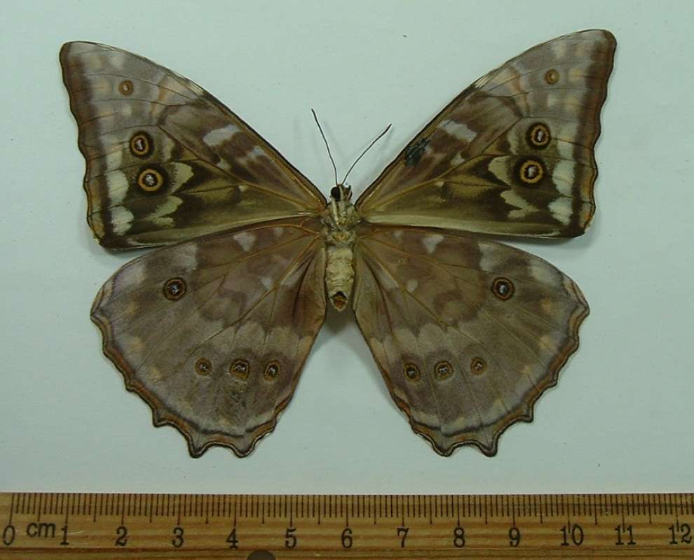 Female - Ventral View<br>(Origin of the Specimen: Cuzco, Peru, Dec. 2011)