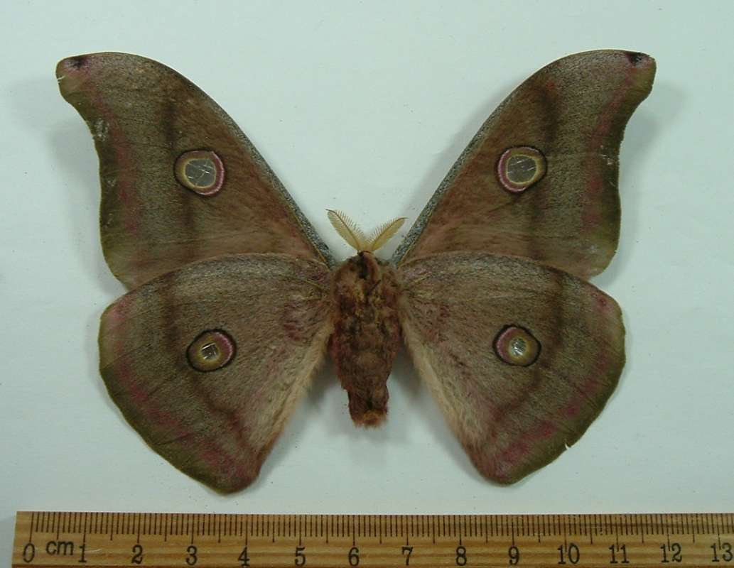 Male - Ventral - Brown Phase<br>(Origin of the Specimen: Nepal, 1989)