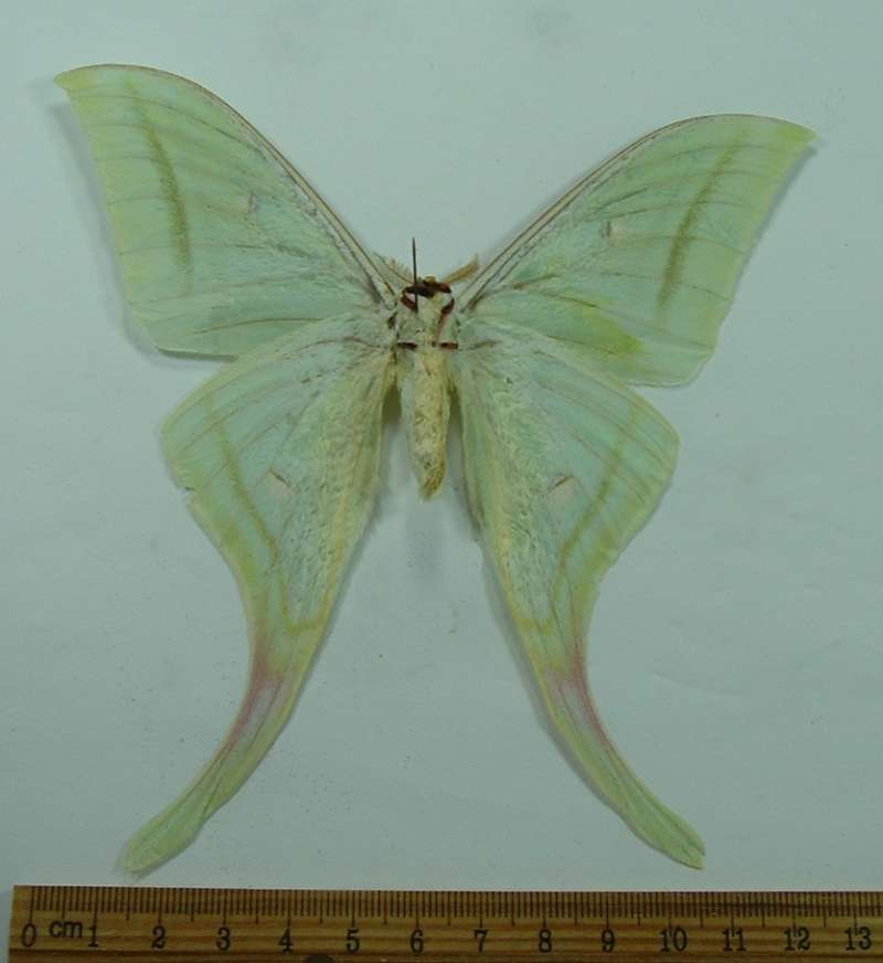 Male - Ventral View<br>(Origin of the Specimen: Cambodia, March 1998)