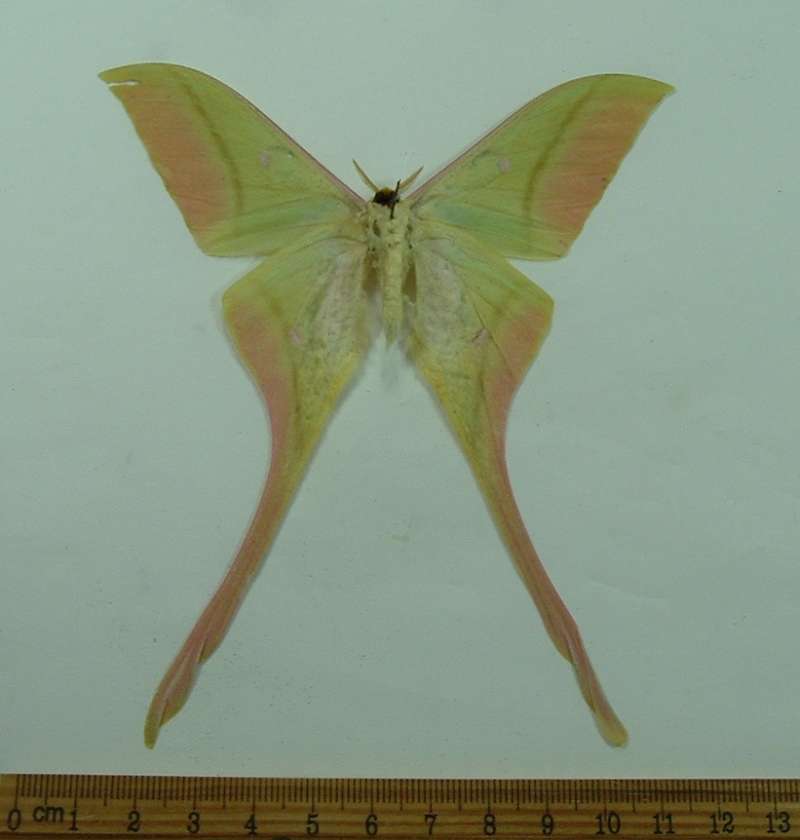 Male - Ventral View<br>(Origin of the Specimen: Cambodia, March 1999)