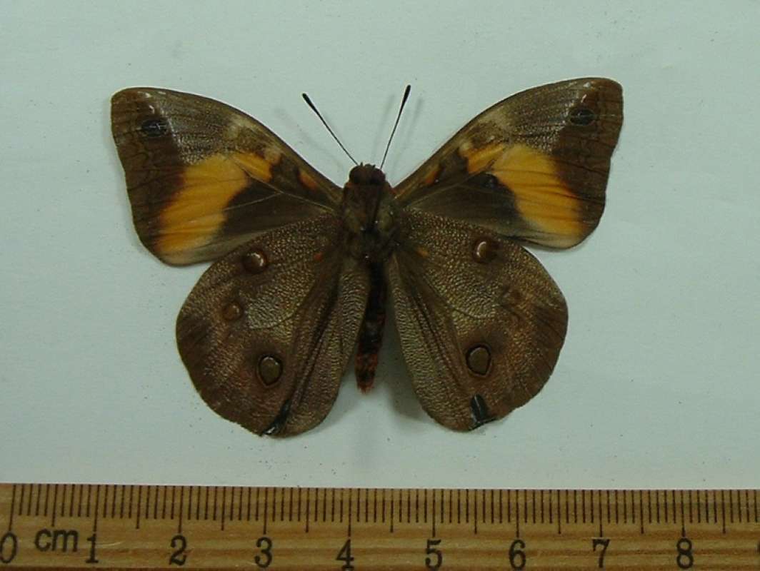 Male - Ventral View<br>(Origin of the Specimen: Argentina, May 23, 2001)