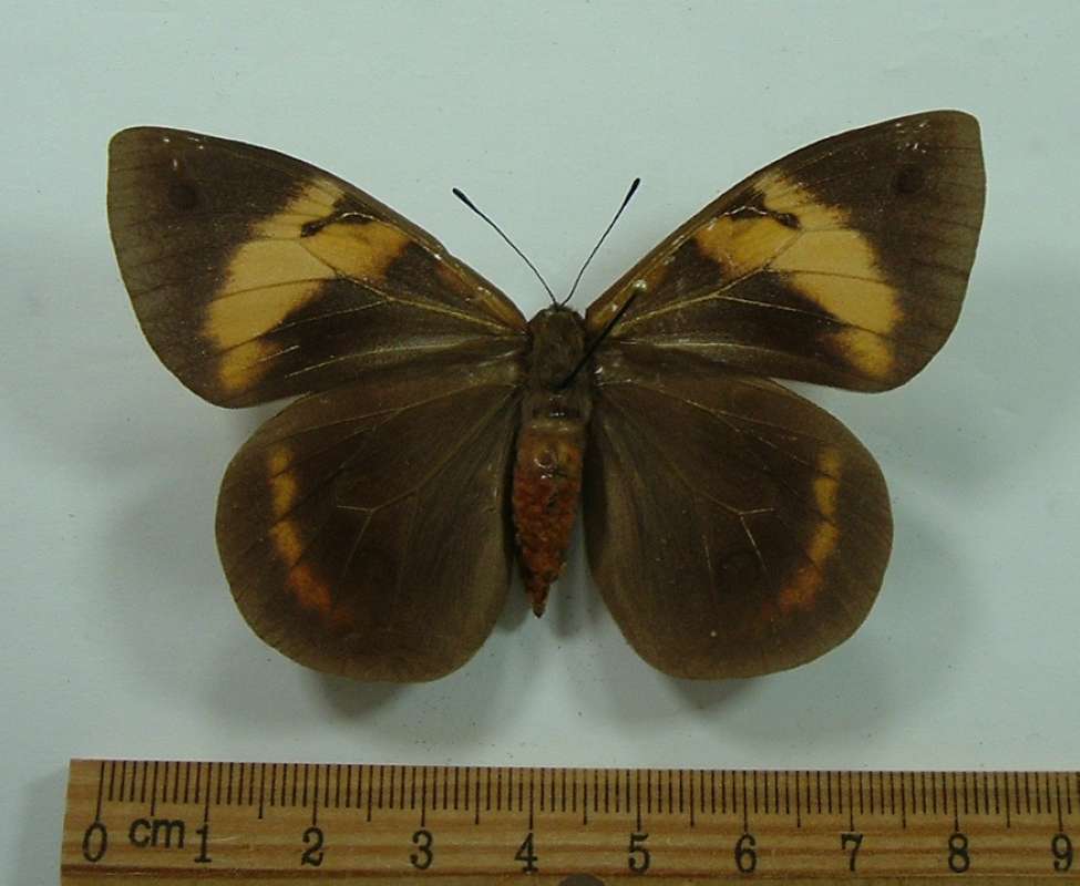 Female - Dorsal View<br>(Origin of the Specimen: Argentina, May 23, 2001)