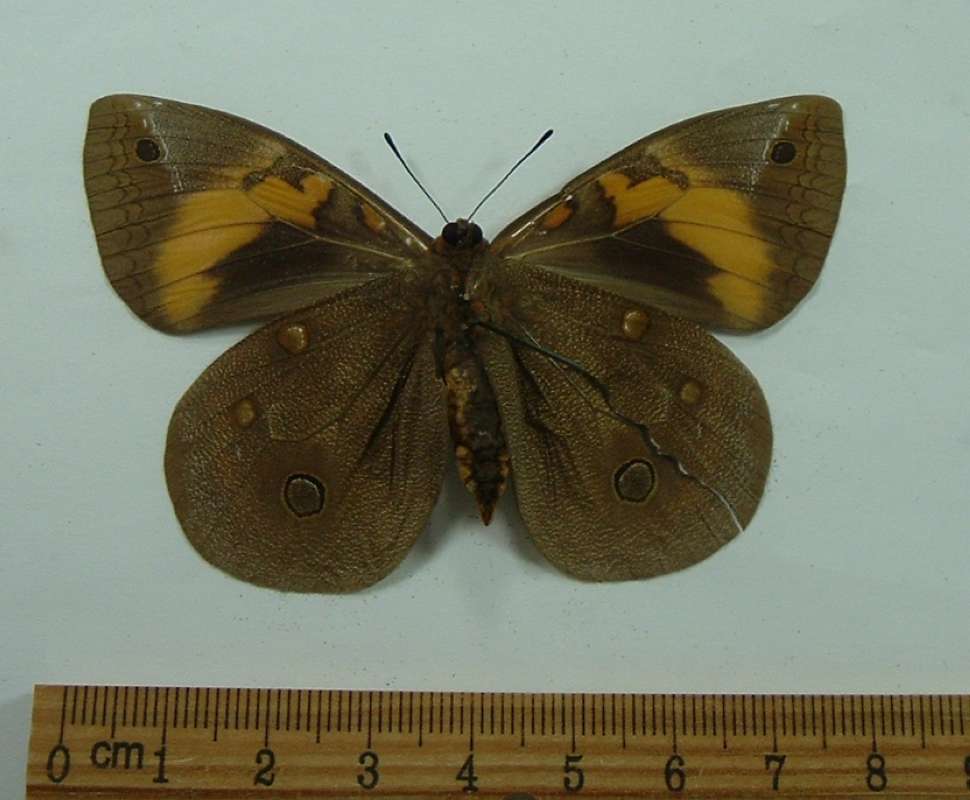 Female - Ventral View<br>(Origin of the Specimen: Argentina, May 23, 2001)