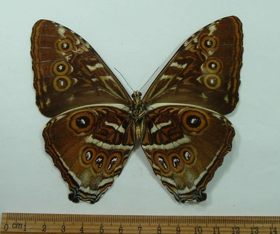 Male - Ventral View<br>(Origin of the Specimen: Napo, Ecuador)