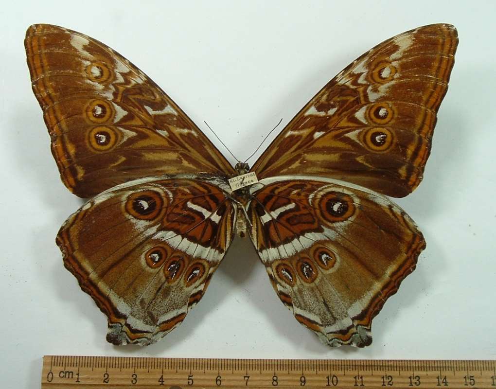 Male - Ventral View<br>(Origin of the Specimen: St. Laurent, Guyana, Pre 1960)