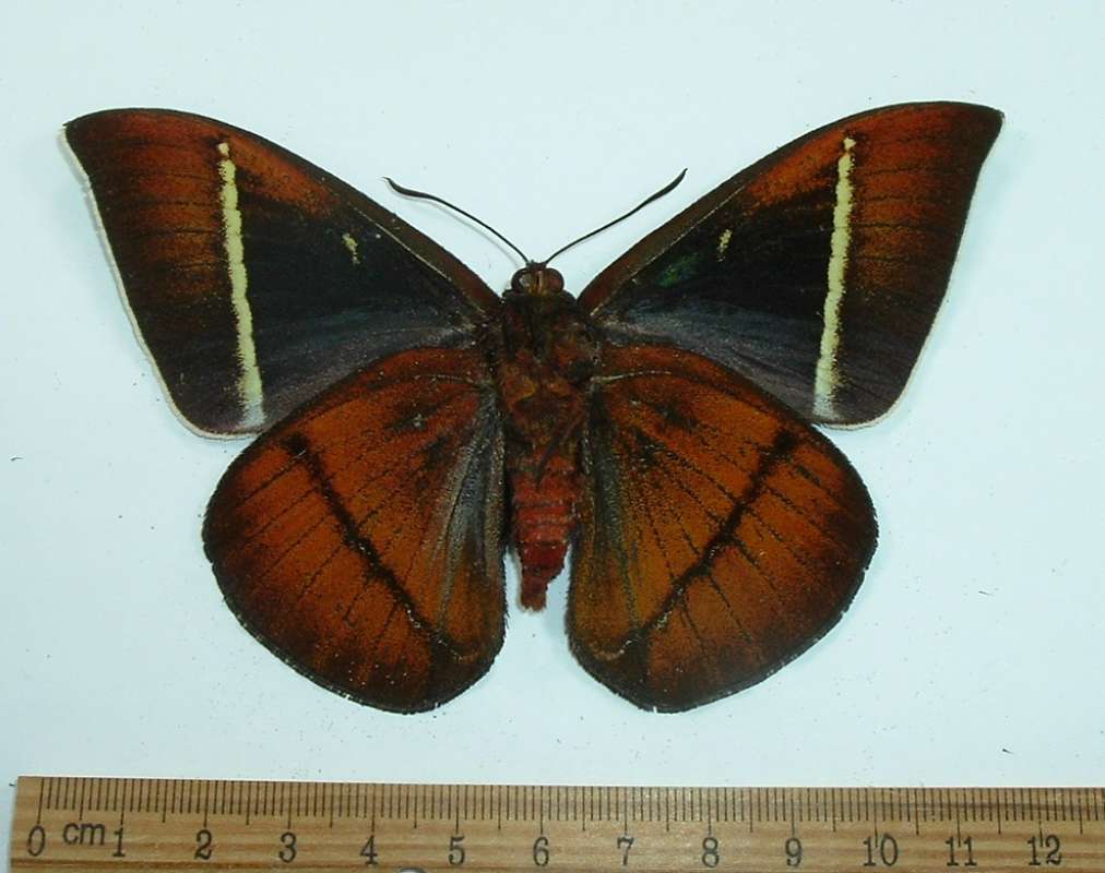 Male - Ventral View<br>(Origin of the Specimen: Peru, Dec. 1998)