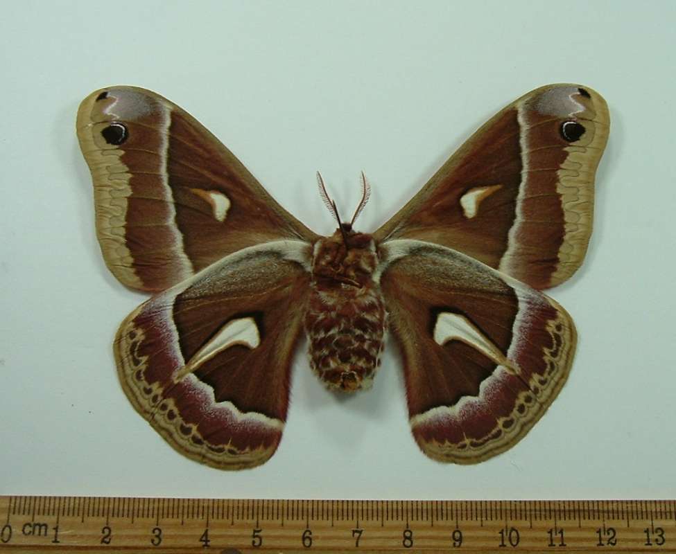 Female - Ventral View<br>(Origin of the Specimen: Los Angeles, California)