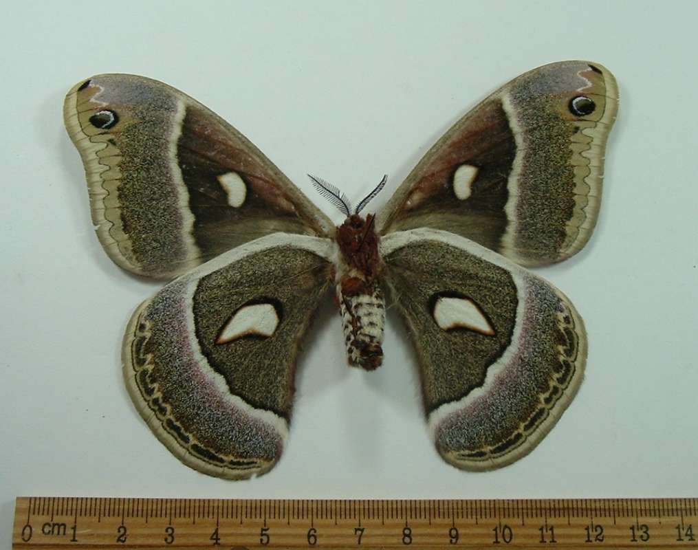 Female - Ventral View<br>(Origin of the Specimen: Green Valley, Arizona, Aug. 2013)