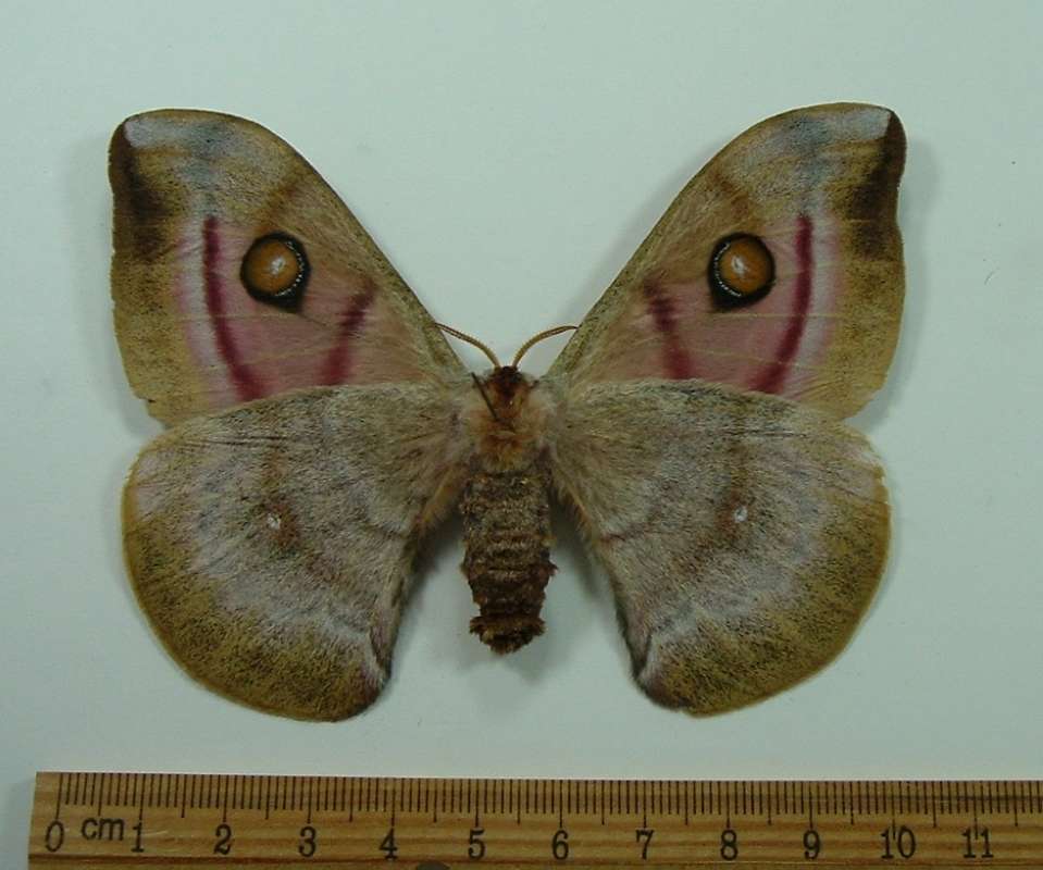 Female - Ventral View<br>(Origin of the Specimen: Myhotte Isle, Comoro, July 1982)