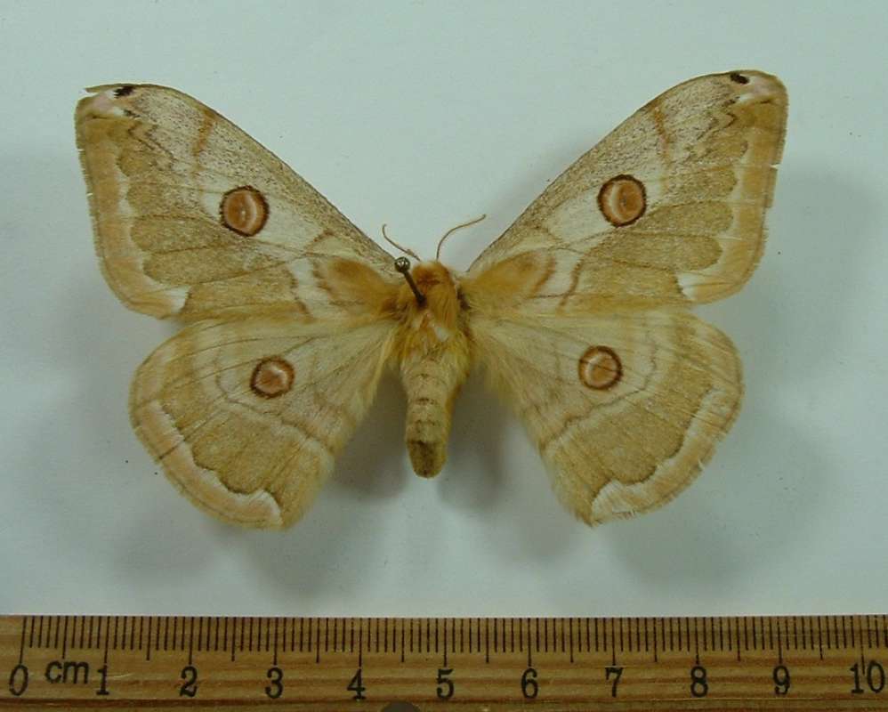 Female - Dorsal<br>(Origin of the Specimen: Sorno, Mimetsavur, Sept. 1978)