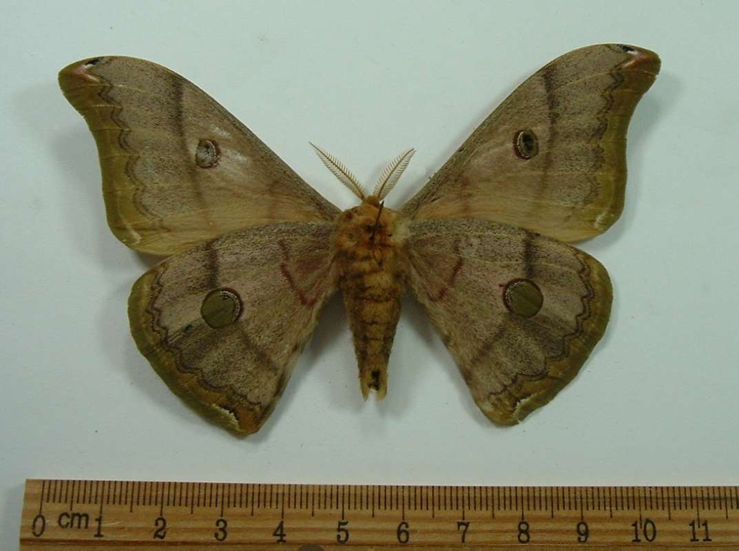 Male - Ventral View<br>(Origin of the Specimen: Liaoning, China, July 1996)
