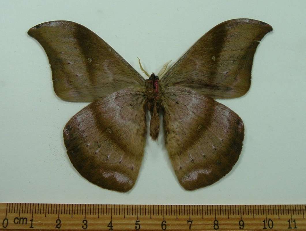 Male - Ventral View<br>(Origin of the Specimen: Golfeto, Costa Rica, May)