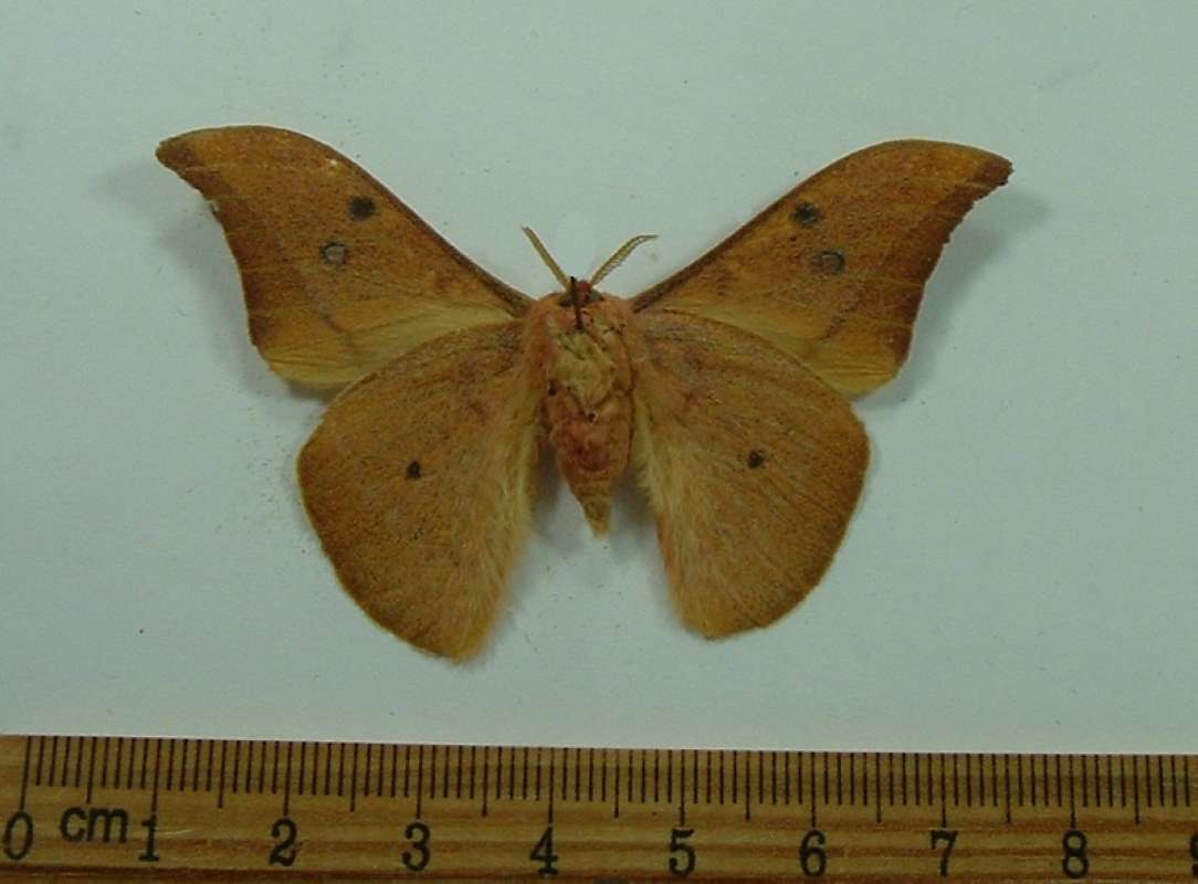 Male - Ventral View<br>(Origin of the Specimen: Cambodia, March 1999)