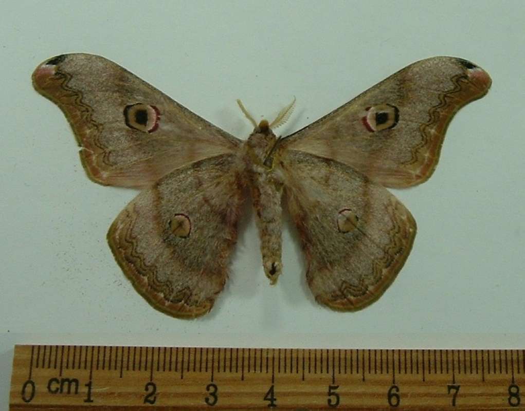 Male - Ventral View<br>(Origin of the Specimen: Cambodia, March 1999)