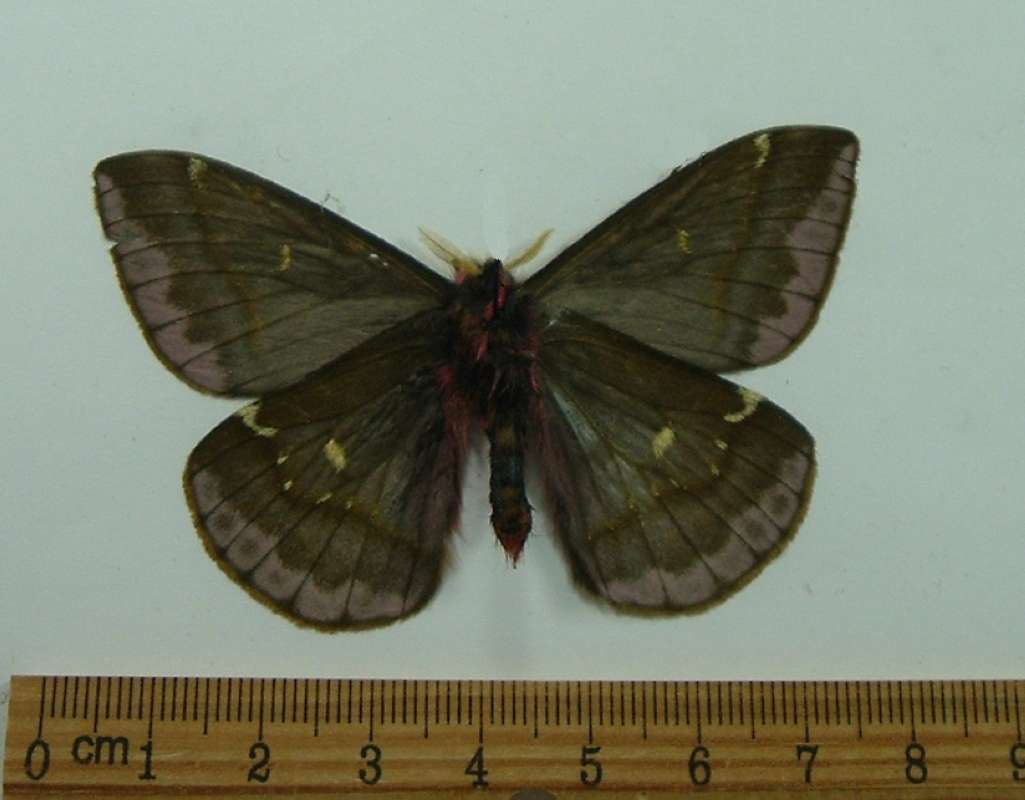 Male - Ventral View<br>(Origin of the Specimen: Lago Fortuna, Panama, June)