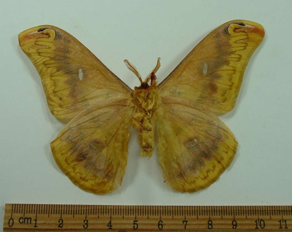 Male - Ventral View<br>(Origin of the Specimen: India - Pre 1965)