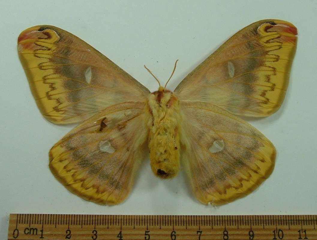 Female - Ventral View<br>(Origin of the Specimen: India - Pre 1965)
