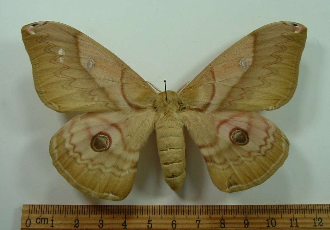 Female - Dorsal View<br>(Origin of the Specimen: Bred: J. Okhura, Japan, 1965)
