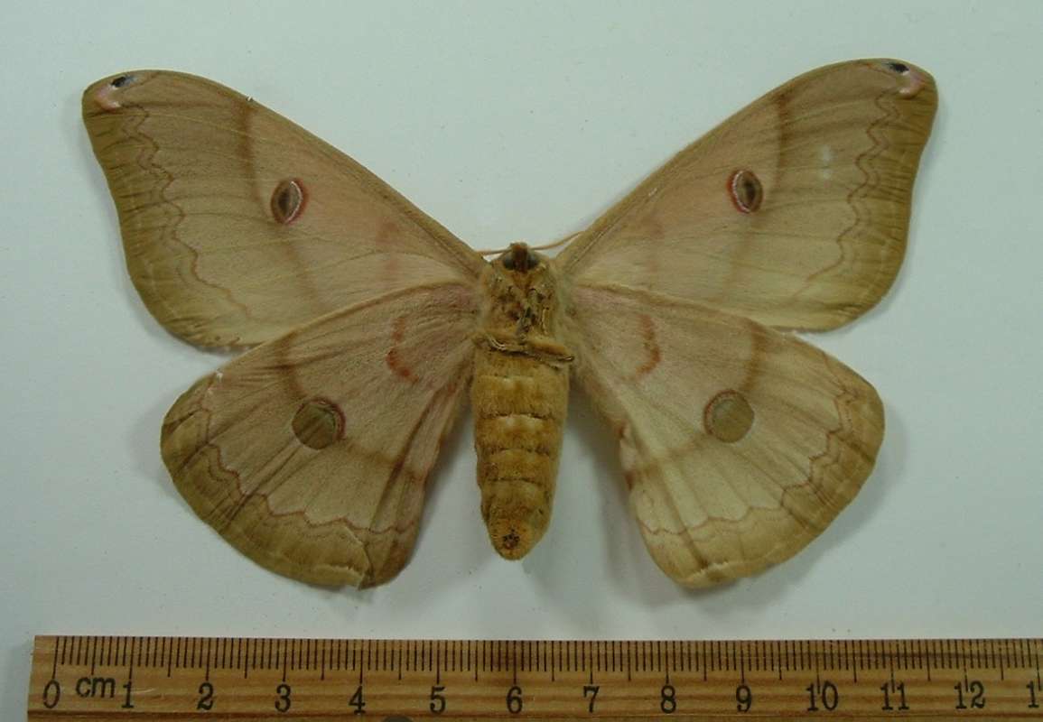Female - Ventral View<br>(Origin of the Specimen: Bred: J. Okhura, Japan, 1965)