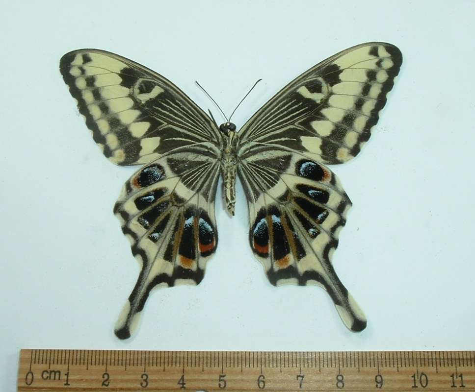Female - Ventral View<br>(Origin of the Specimen: Transvall, Jan. 2012)