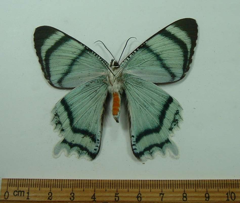 Male - Ventral View<br>(Origin of the Specimen: Irian Jaya, March)