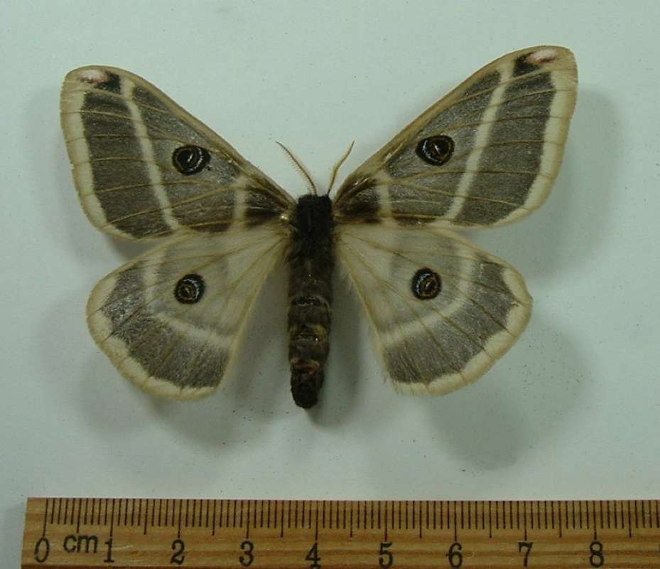 Female - Dorsal View<br>(Origin of the Specimen: Pima County, Arizona, June 2013)