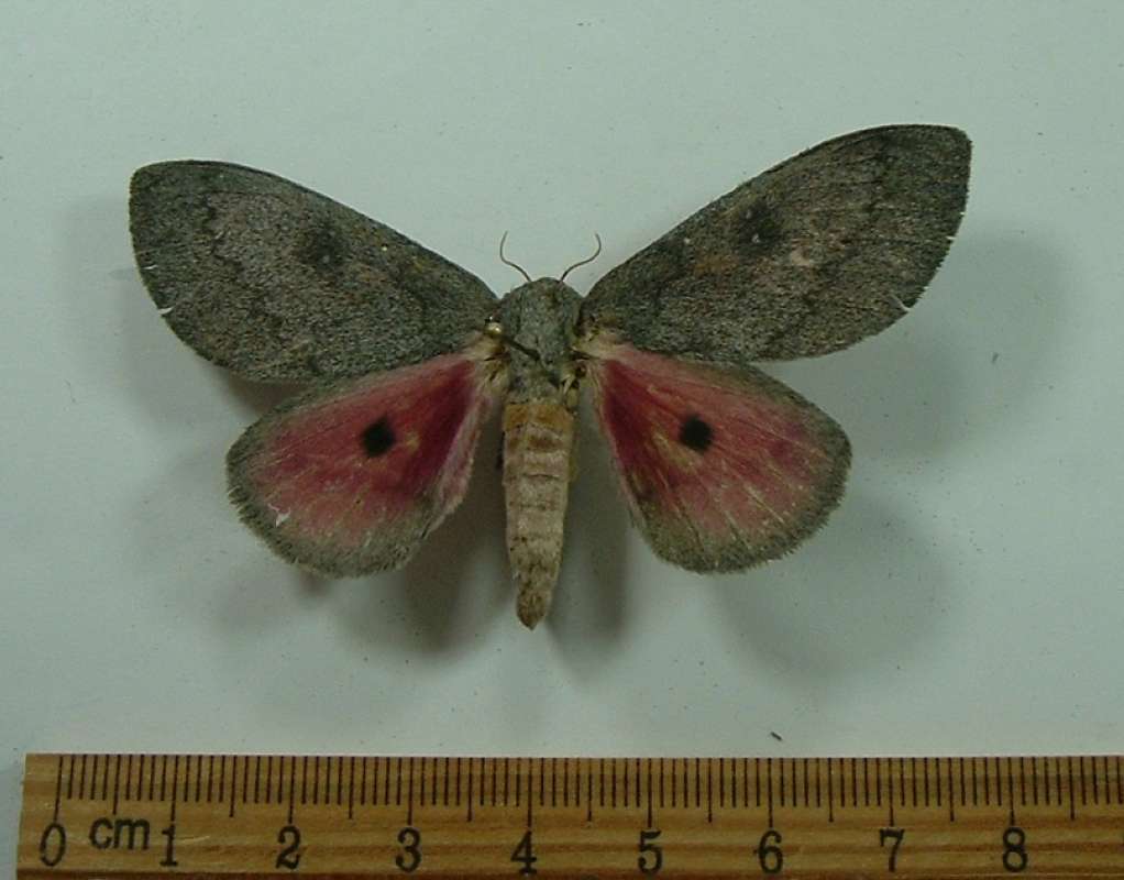 Female - Dorsal View<br>(Origin of the Specimen: Green Valley, Arizona, Aug 2013)